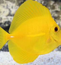 Trgovina za ribe in male živali Gorenjska