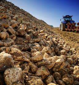 Pridelovalci sladkorne pese Slovenija