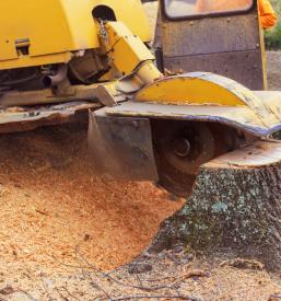 Odstranjevanje drevesnih štorov