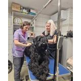 Pasji salon pridne tačke