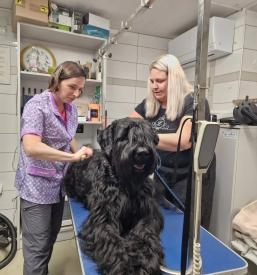 Pasji salon Gorenjska