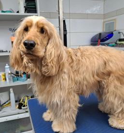 Dober pasji salon Gorenjska