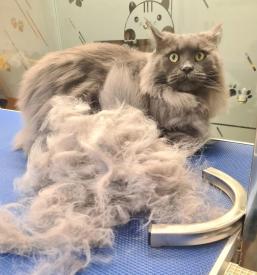 Nega mačk na Gorenjskem