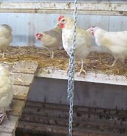 Ugoden jajcemat Ljubljana