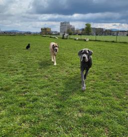 Najem pasjega poligona okolica Ljubljane