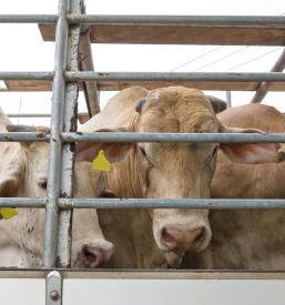 Production and sale of organicextracts