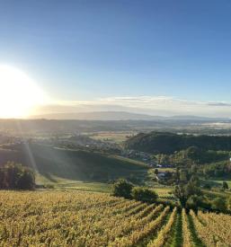 Slovenska vina Slovenija