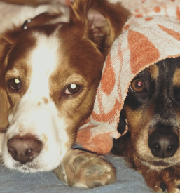 Ambulanta za male živali v Ljubljani