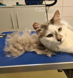 Nega mačk Gorenjska