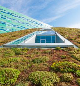 Ekološka pridelava Miskantus Murska Sobota