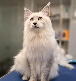 Mačja nega na Gorenjskem