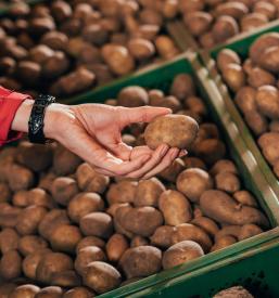 Prodaja slovenske sorte semenskega krompirja