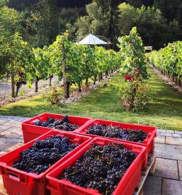 Degustacije buteljčnih vin Posavje