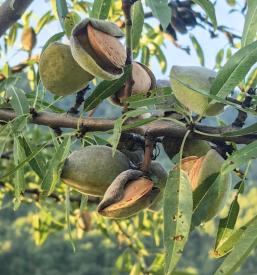 Ekološki mandlji Istra