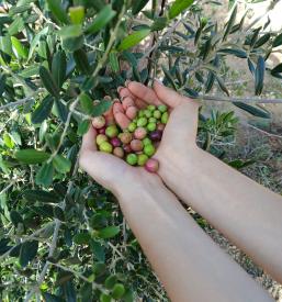 Ekstra deviško oljčno olje Slovenska Istra