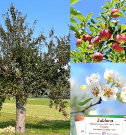 Kapljice Spirit of Trees Slovenija