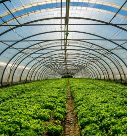 Production of BIO extracts