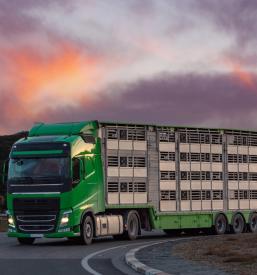 Logistika in carinjenje Slovenija