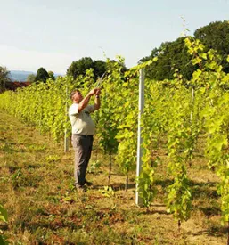 Degustacija vin