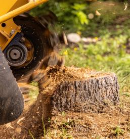 Frezanje drevesnih panjev