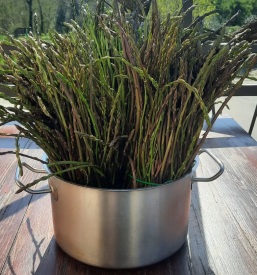 Mediteranska morska ponudba Koper, Obala