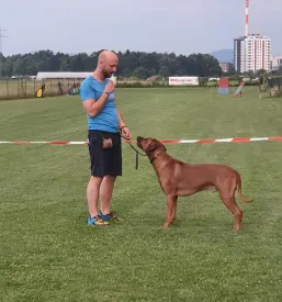 Dobra pasja šola Ljubljana in okolica
