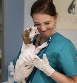 Kardiolog za male živali Koroška