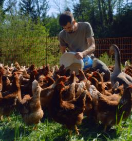 Lokalno piščančje meso Notranjska