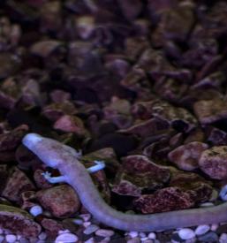 Dejavnost Jamskega laboratorija Tular v Sloveniji