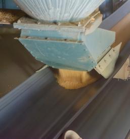 Kvalitetna krmna žita Maribor