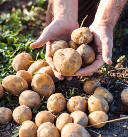 Dober domač krompir Pomurje, Slovenija