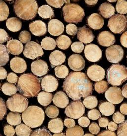 Posek lesa Šentjanž, Posavje