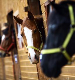 Treniranje konj Sežana, Divača, Primorska