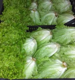 Sveže sadje in zelenjava Primorska