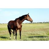 Gianmarco Mršić d.d.k.