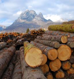Sečnja in spravilo lesa Tolmin