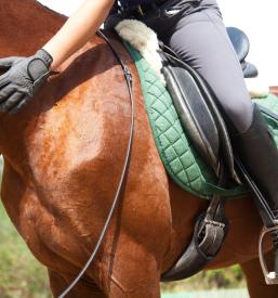 Horse riding Bled, Gorenjska