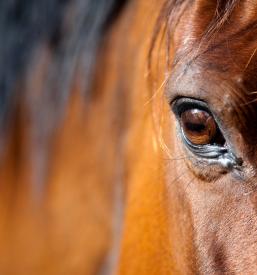 Šola jahanja Divača, Primorska