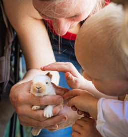 Domača kmetija Škofja Loka, Gorenjska