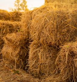 Kvalitetna krmna žita Maribor, okolica