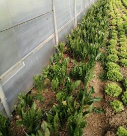 Sveža zelenjava Primorska