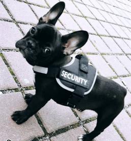 Hrana za pse in mačke brez glutena Slovenija