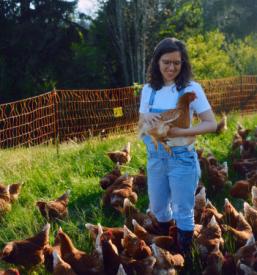 Dobava eko jajc Notranjska, Slovenija