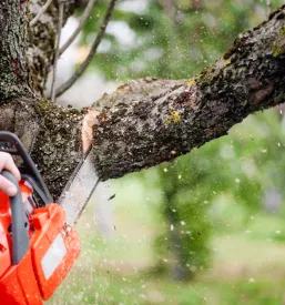 Višinsko obžagovanje in podiranje dreves Slovenija