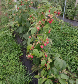 Ugodni domači izdelki Gorenjska