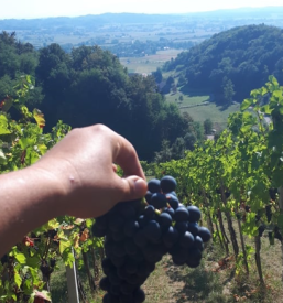 Vina Bizeljsko, Brežice