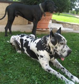 Hrana za pse in v Sloveniji