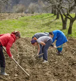 Eko domač krompir Slovenske Konjice, Savinjska