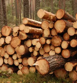 Sečnja in spravilo lesa Luče, Zgornja Savinjska dolina