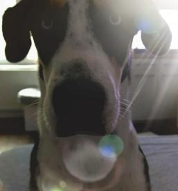 Kvalitetna hrana za pse in mačke Slovenija